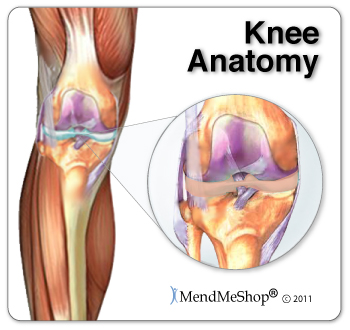 Knee anatomy of the lateral and medial menisci in the knee.