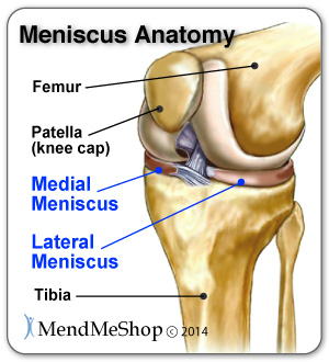 Lateral Meniscus & Medial Meniscus