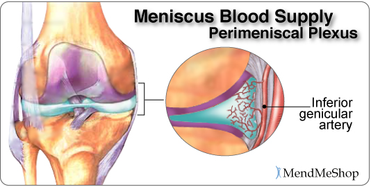 Blood supply inside the meniscus