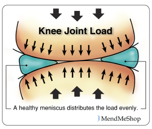 The meniscus work as shock absorbers distributing load evenly